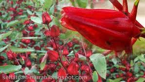  Khasiat  Bunga  Rosella  Untuk  Kesehatan  Artikel Kesehatan 